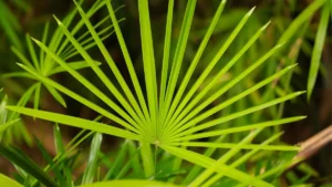 natural dht blocker saw palmetto